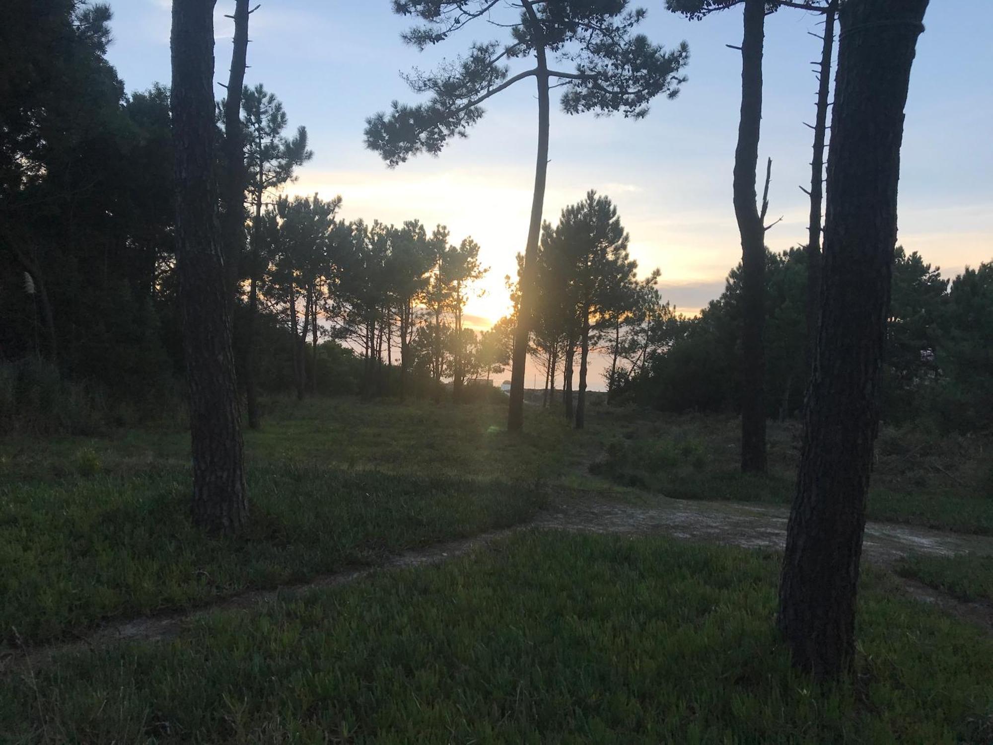 Arvore Cozy Com Jardim Kültér fotó